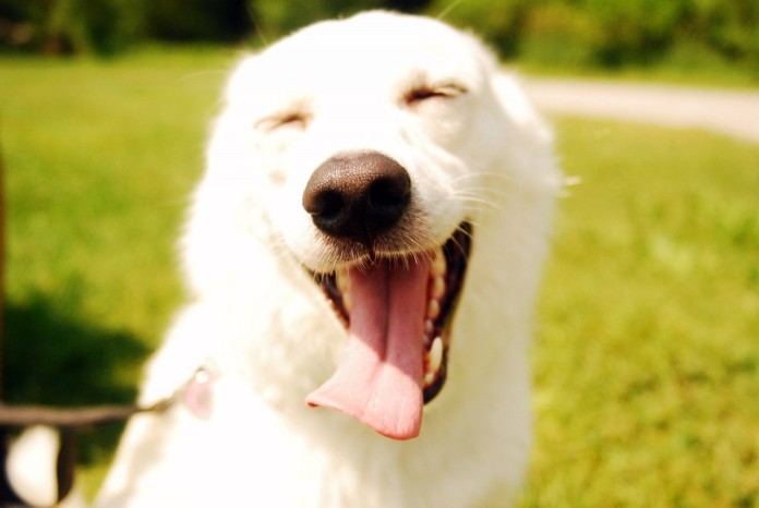 Dog sorrindo